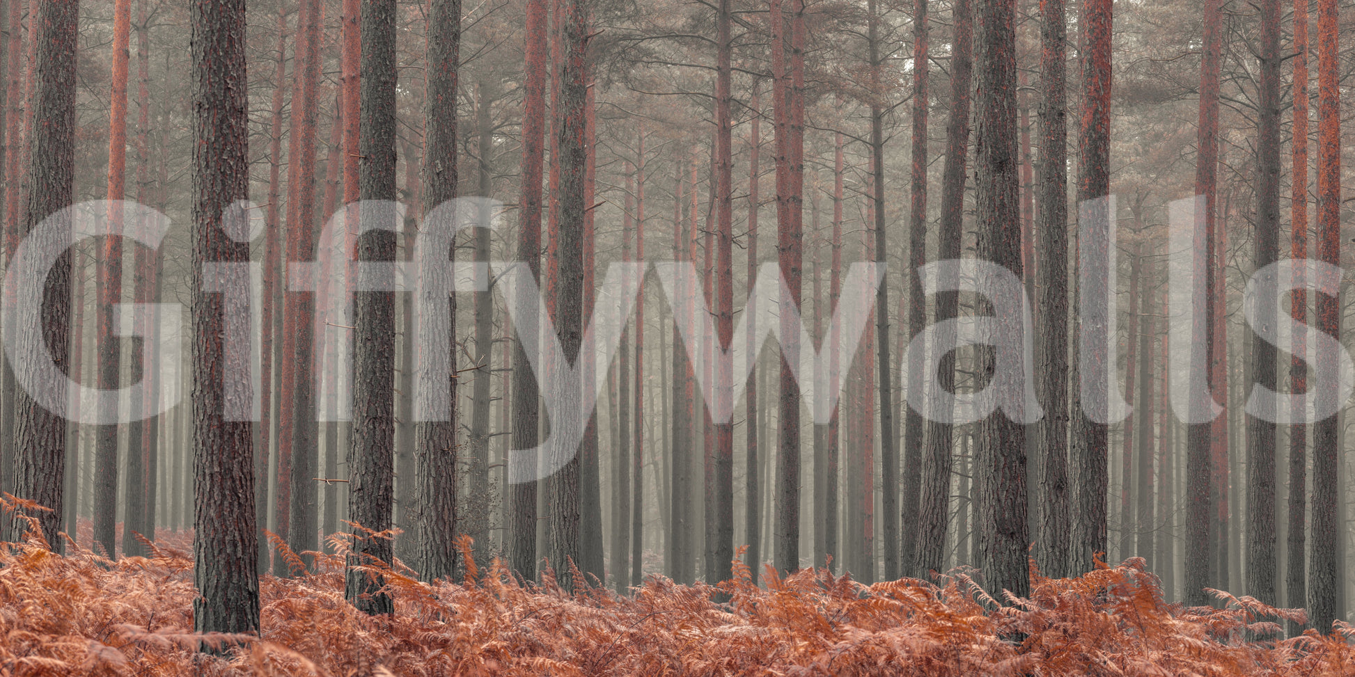 Rustic Autumn Grove Wall Mural