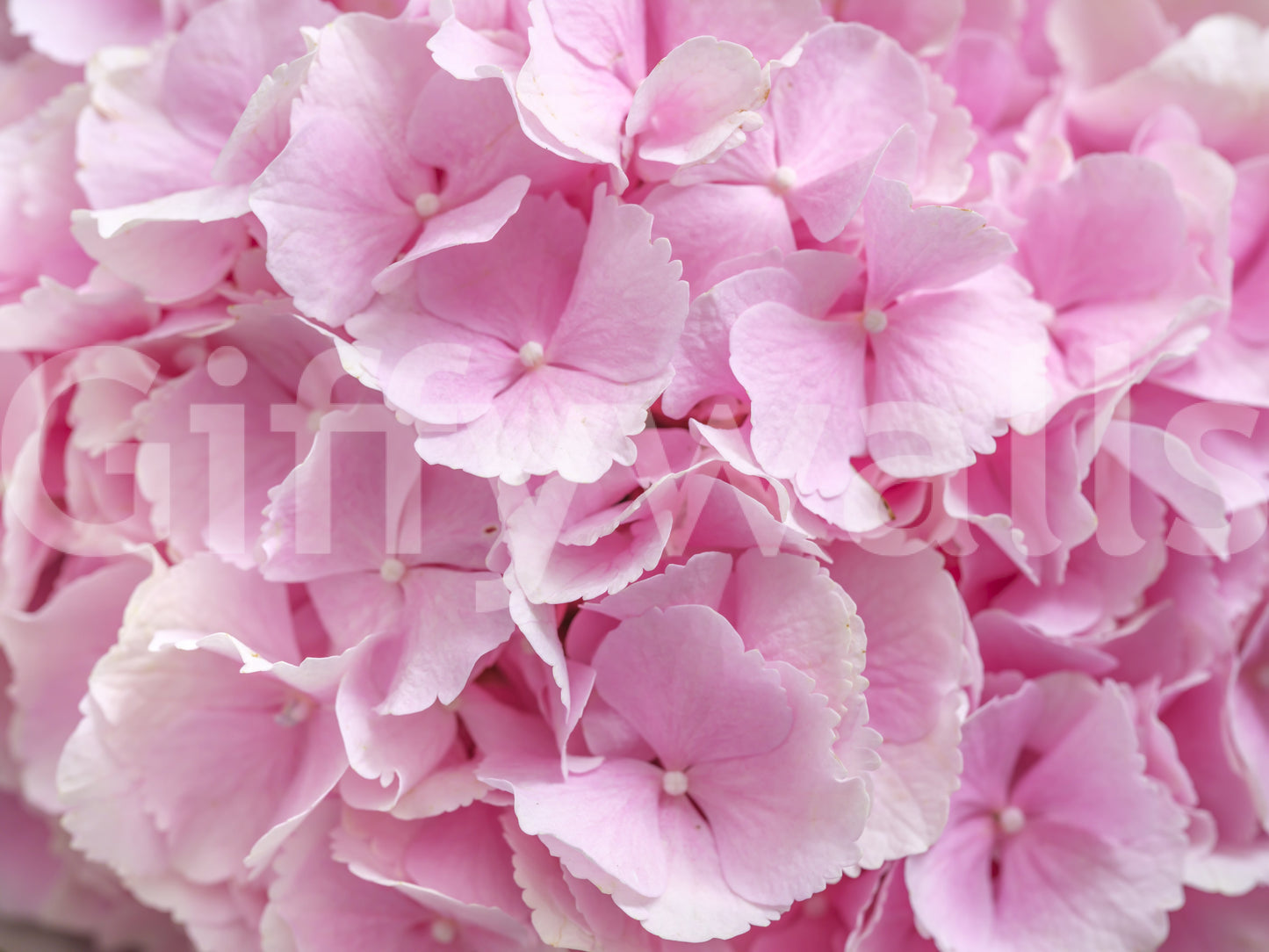 Layered Rose Petal Texture Wall Mural