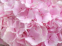 Layered Rose Petal Texture Wall Mural