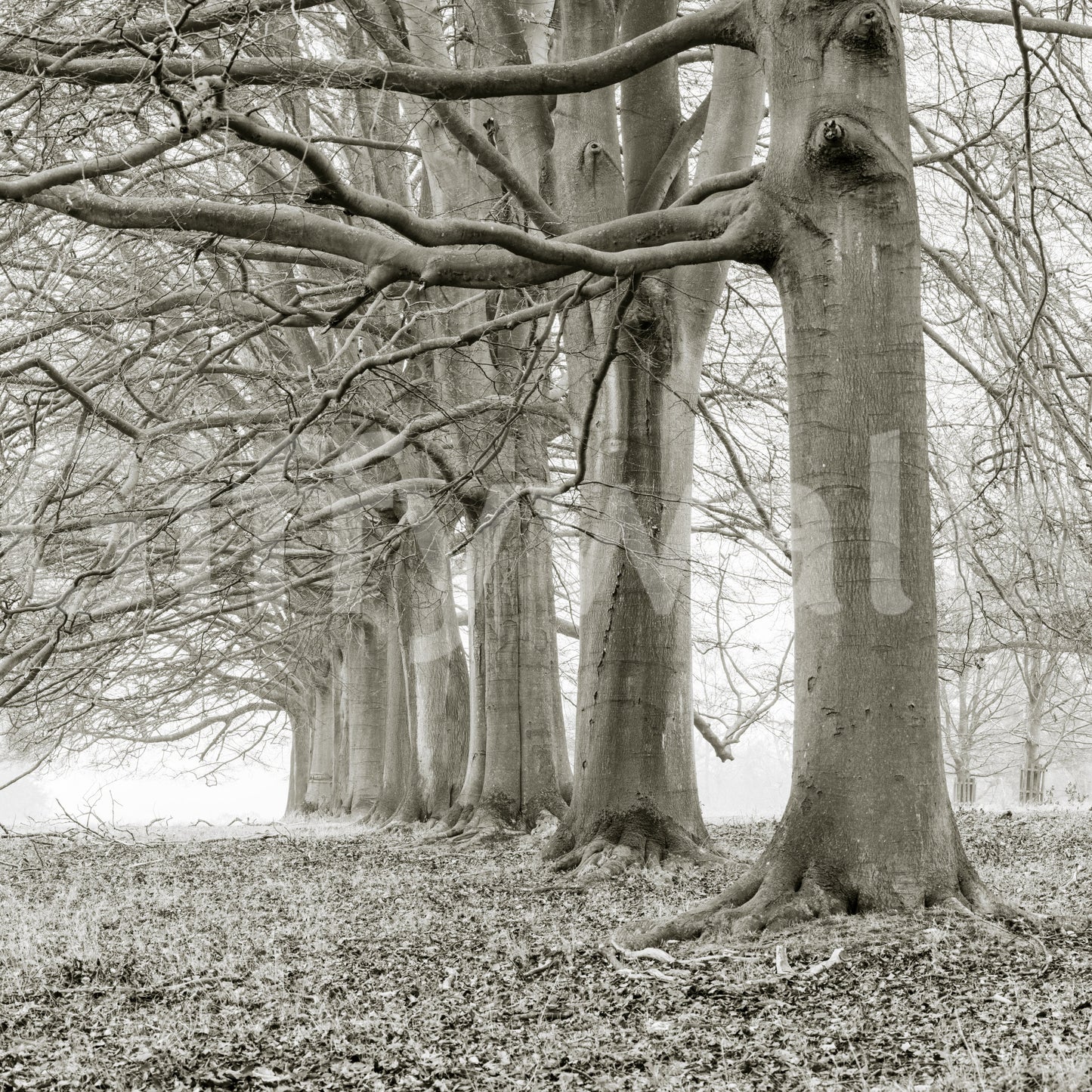 Ethereal Forest Canopy Wall Mural