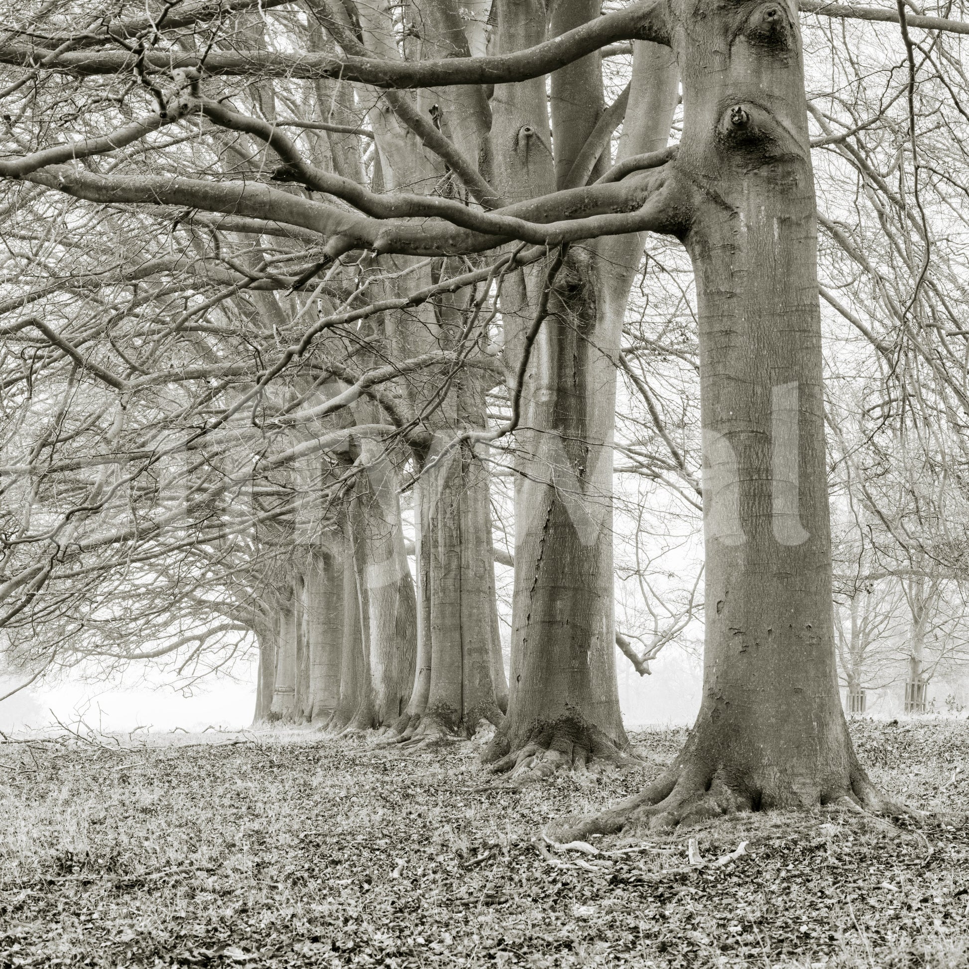Ethereal Forest Canopy Wall Mural