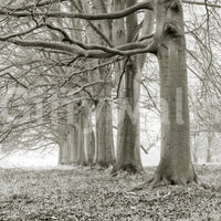 Ethereal Forest Canopy Wall Mural