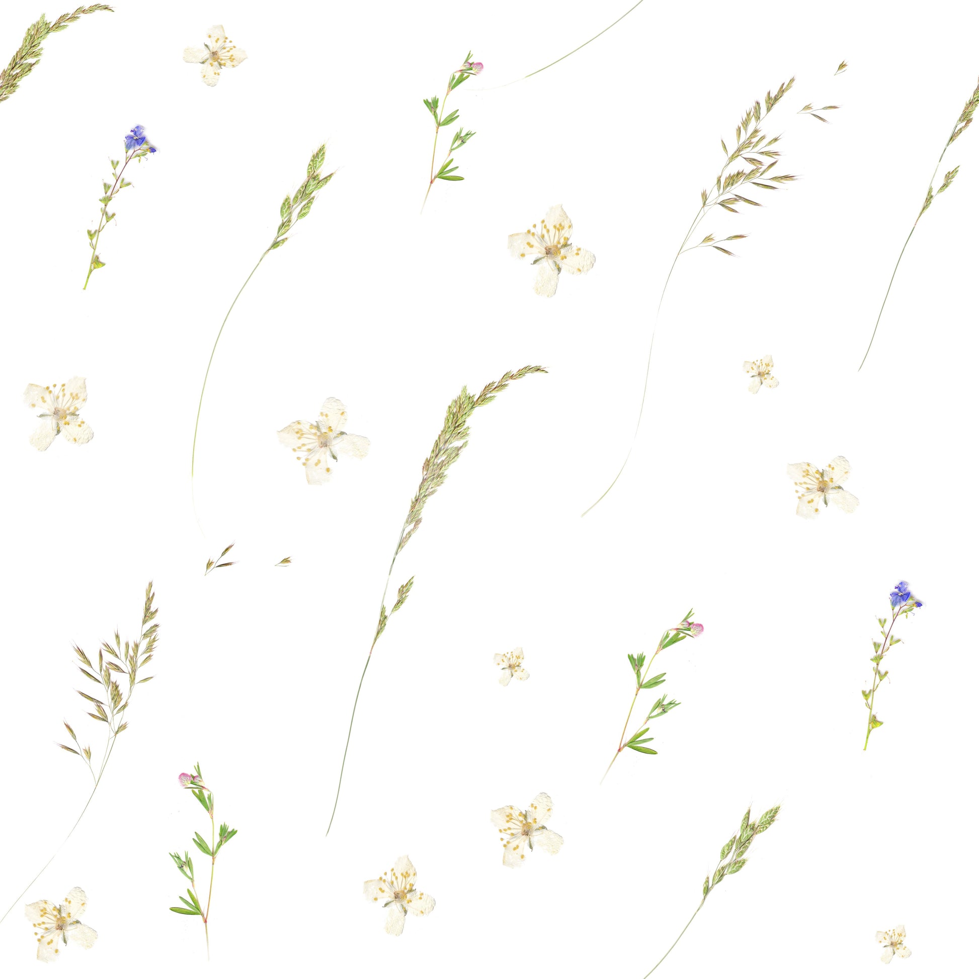 Pressed Meadow Wildflowers Wallpaper⁠