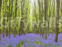 Springtime Woodland Floral Path Wall Mural