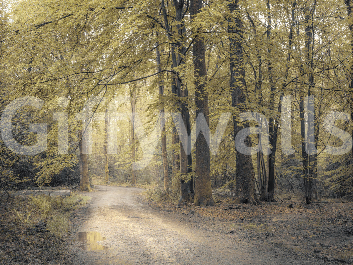 Muted Autumn Woodland Trail Wall Mural