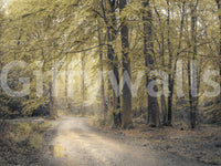 Muted Autumn Woodland Trail Wall Mural