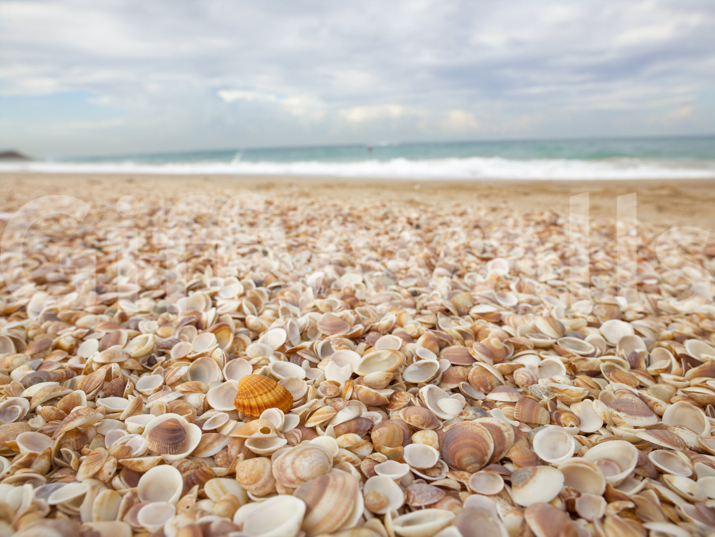 Sunlit Seashell Bed Wall Mural