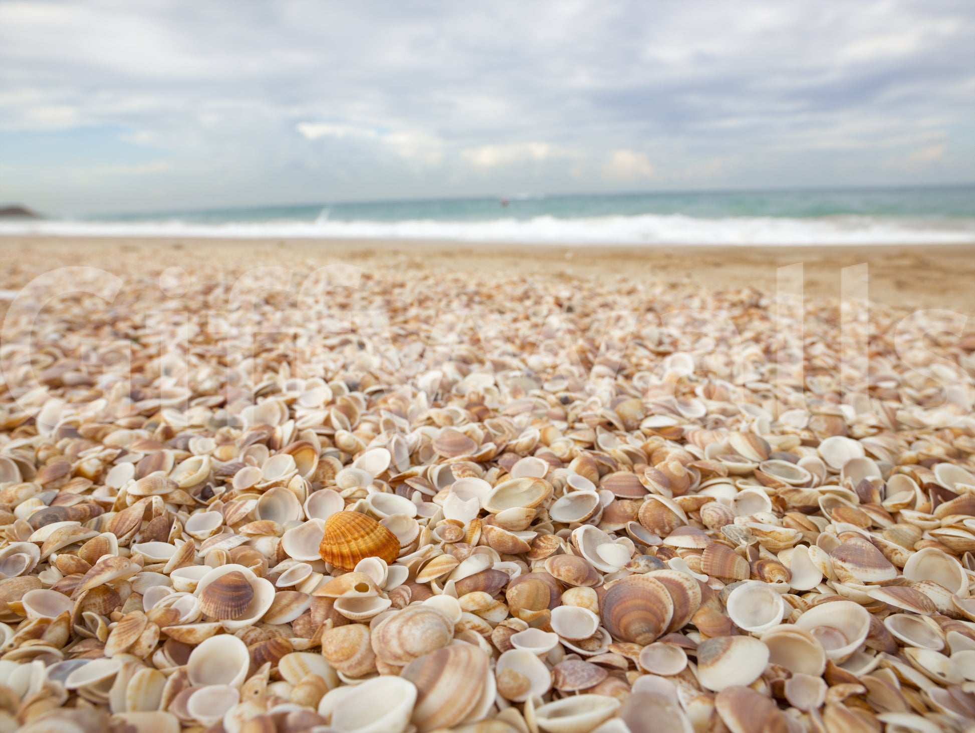 Sunlit Seashell Bed Wall Mural