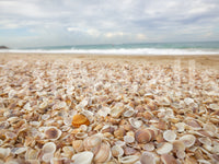 Sunlit Seashell Bed Wall Mural