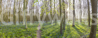 Springtime Woodland Canopy and Blooms Wall Mural