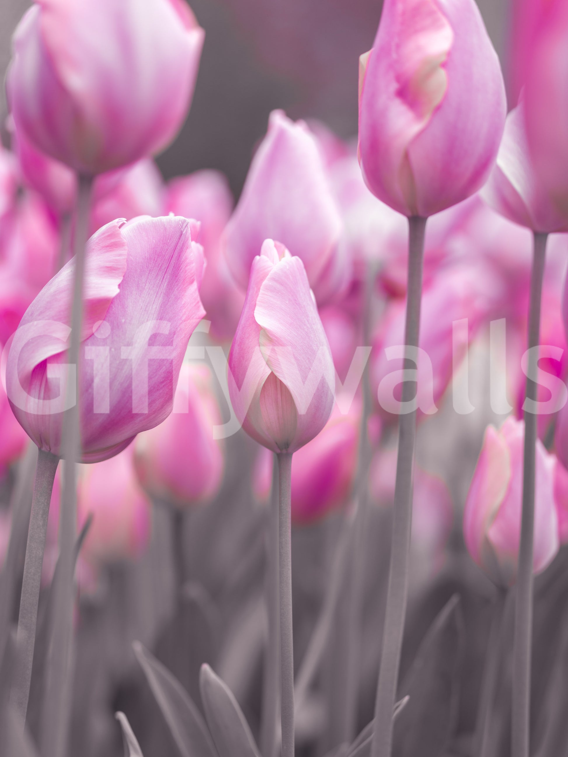 Spring Tulip Macro Study Wall Mural