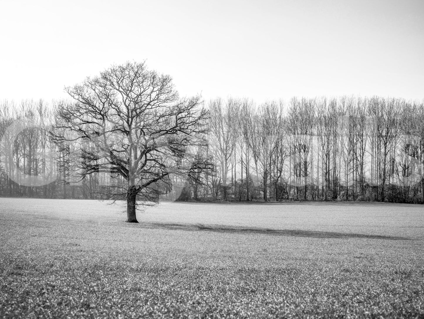 Misty Meadow Morning Wall Mural