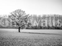 Misty Meadow Morning Wall Mural