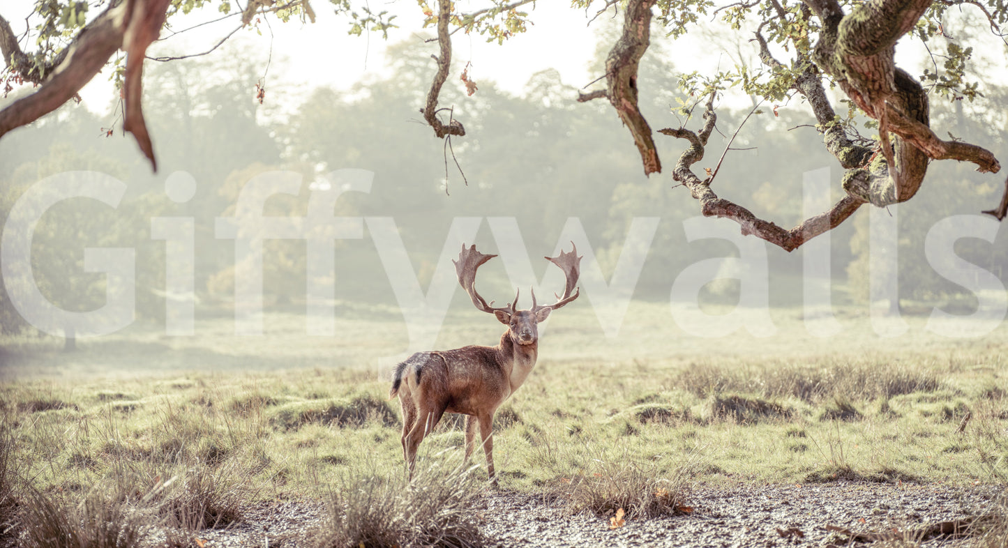 Stag Portrait in Golden Forest Light Wall Mural