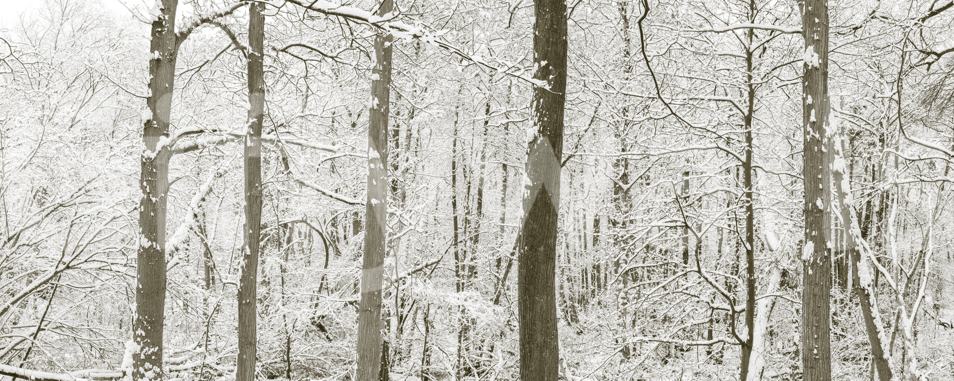 Frosty Woodland Whispers Wall Mural