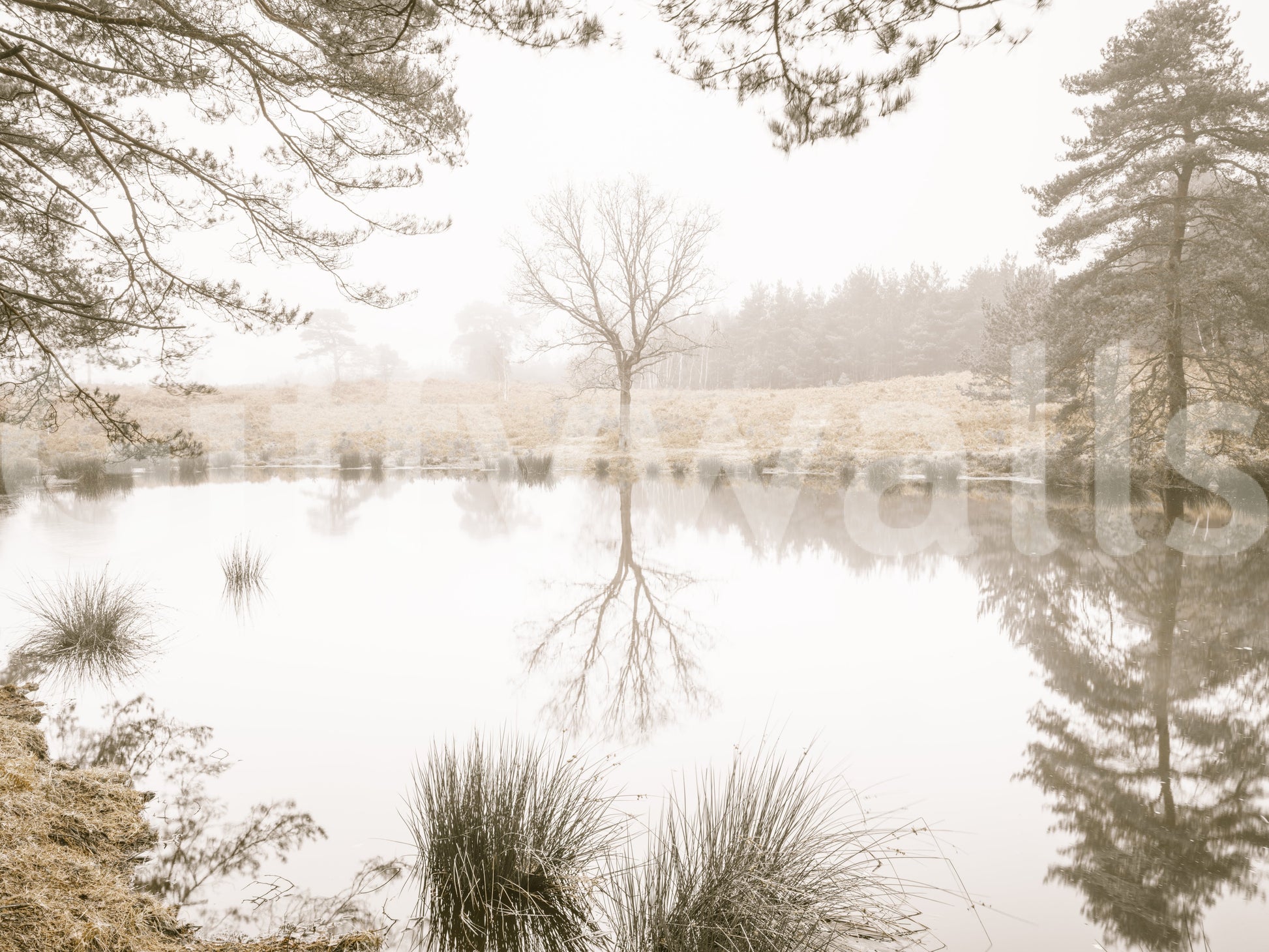Ethereal Sepia Forest Reflection Wall Mural