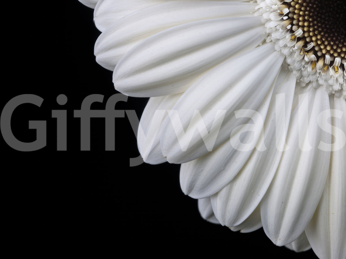 Monochrome Gerbera Macro Study Wall Mural