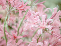 Abstract Pink Petal Layers Wall Mural