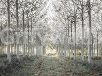 Minimalist misty woodland tree path contemporary wall mural in a living room, GD13039