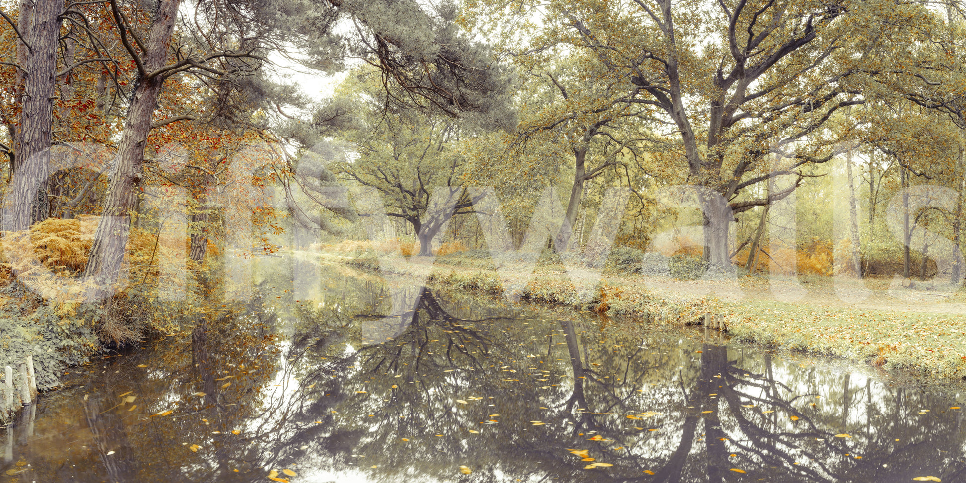 Reflective Woodland River Path Wall Mural