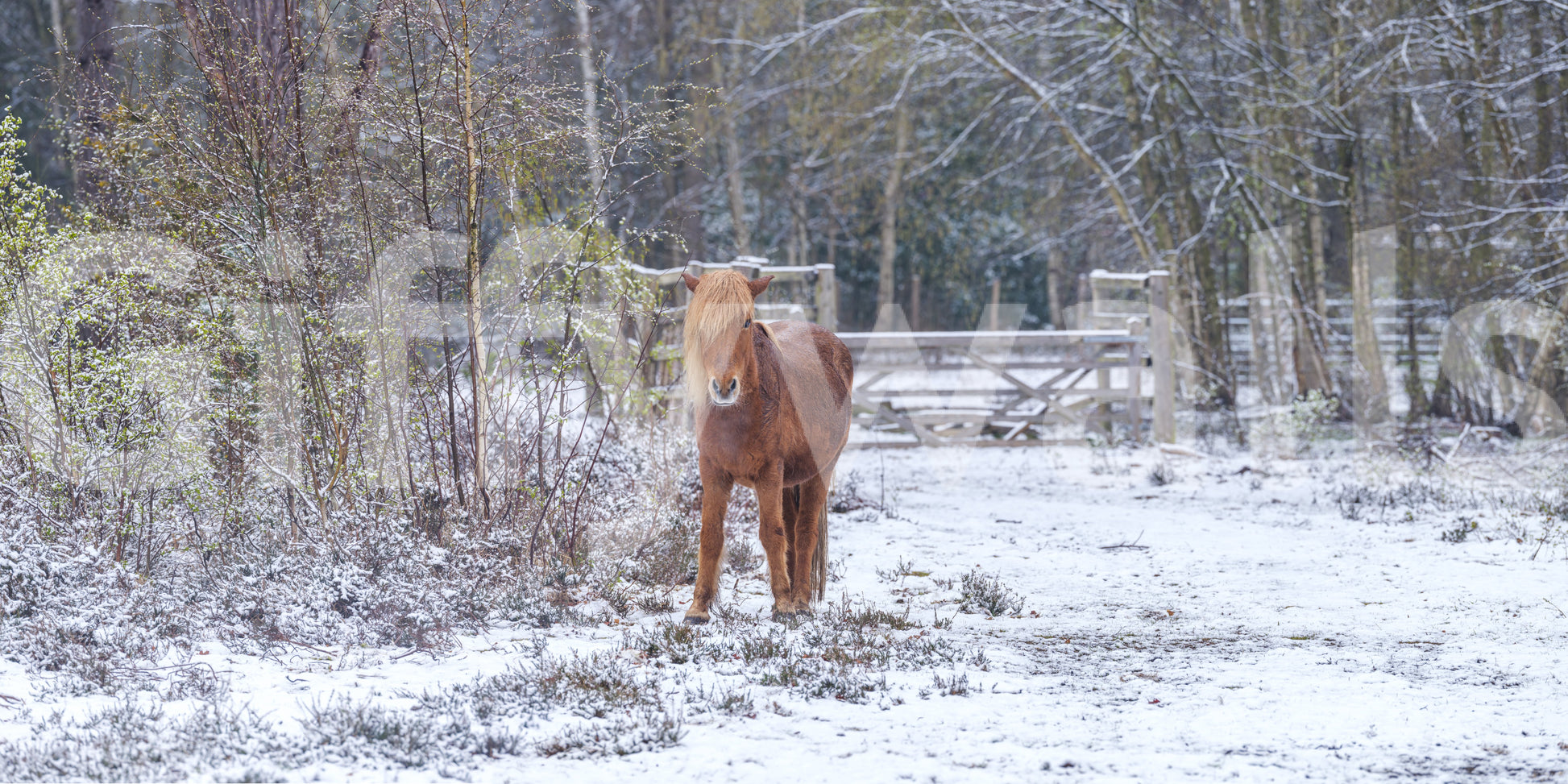 Rustic Winter Woodland Pony Wall Mural