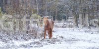 Rustic Winter Woodland Pony Wall Mural