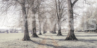 Rustic Winter Grove Perspective Wall Mural