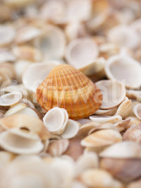 Amber Seashell Texture Pattern Wall Mural