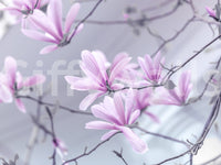 Abstract Pink Floral Branches Wall Mural