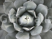 Desert Succulent Symmetry Wall Mural