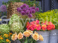 Seasonal Garden Bloom Collection Wall Mural