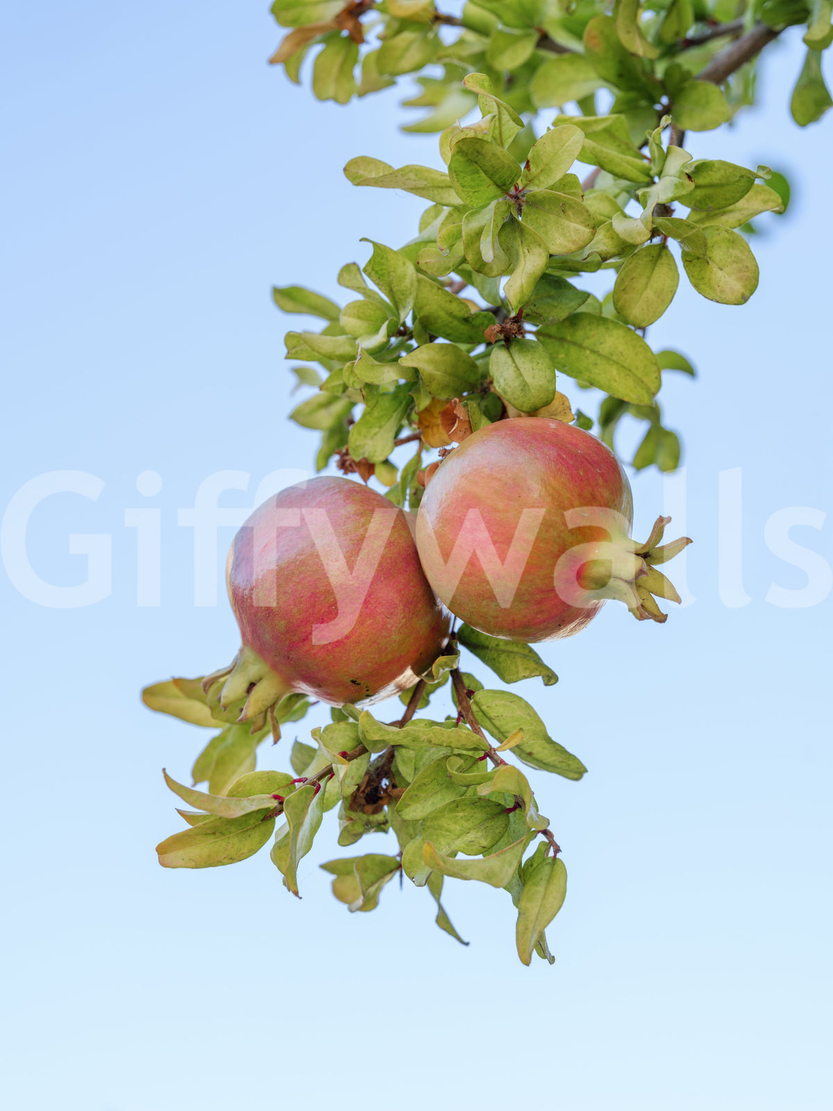 Sun-Ripened Pomegranate Harvest Wall Mural