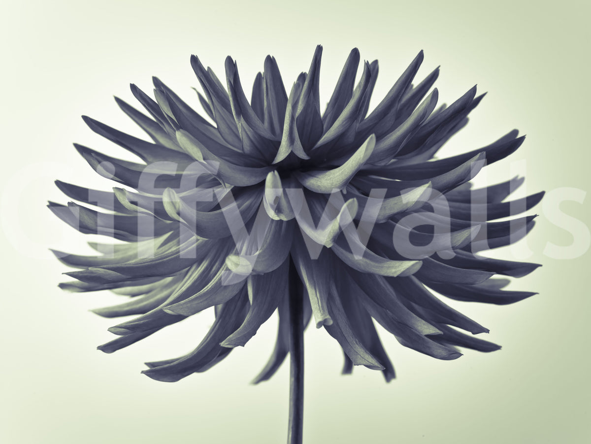 Abstract Dahlia Sculpture Wall Mural