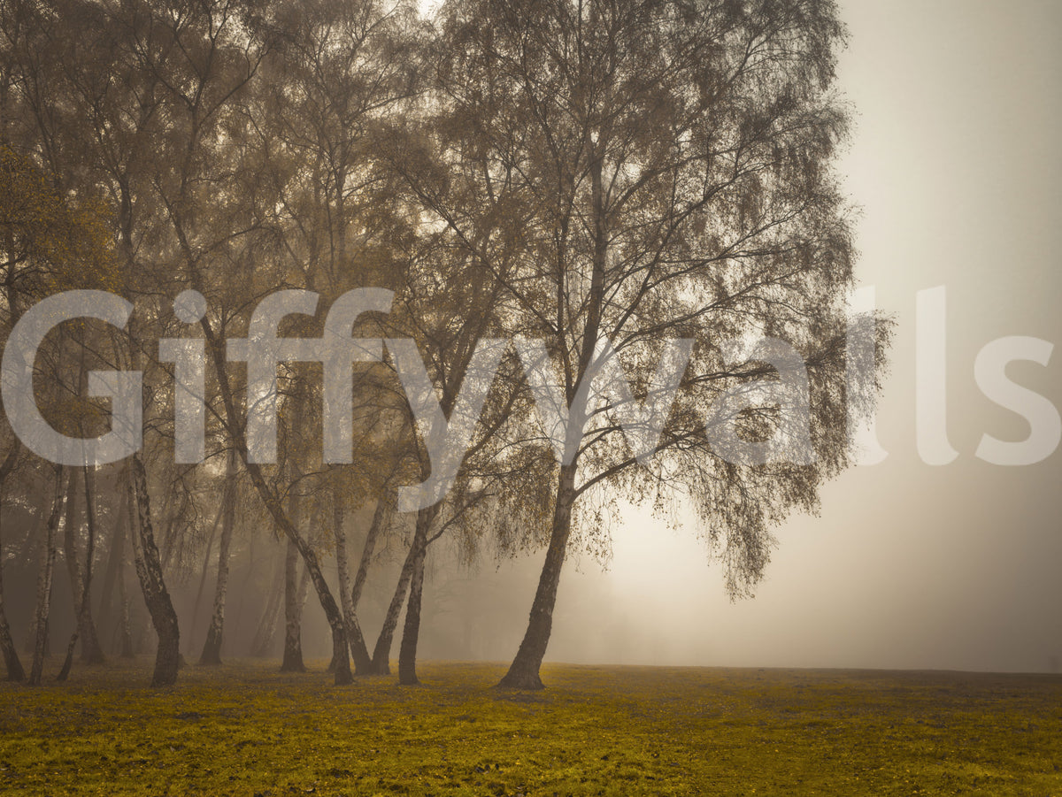 Golden Morning Mist Forest Wall Mural