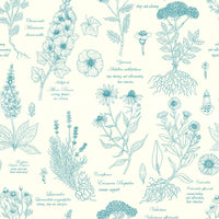 Botanical Sketch Herbarium Illustration Wallpaper⁠