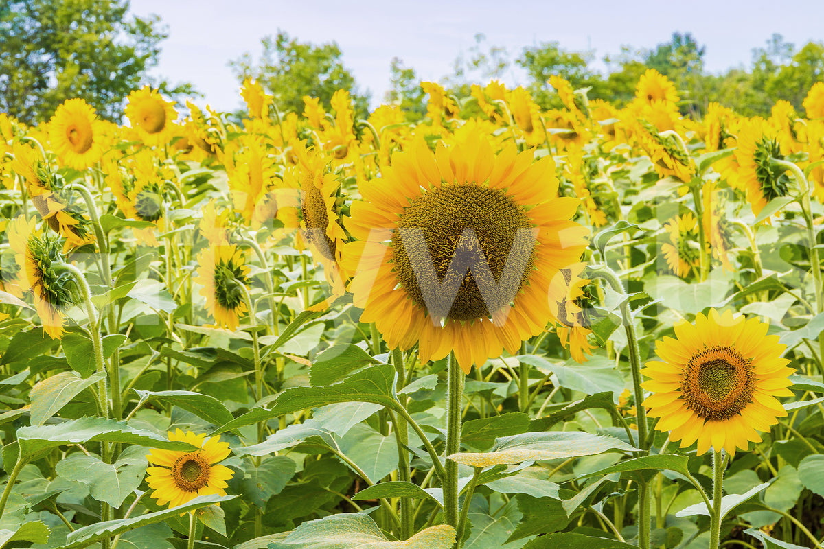 Golden Sunflower Field Meadow Wall Mural