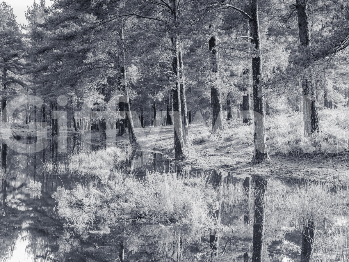 Monochrome Pine Forest Reflection Wall Mural