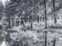 Monochrome Pine Forest Reflection Wall Mural