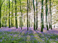 Spring Floral Forest Meadow Wall Mural