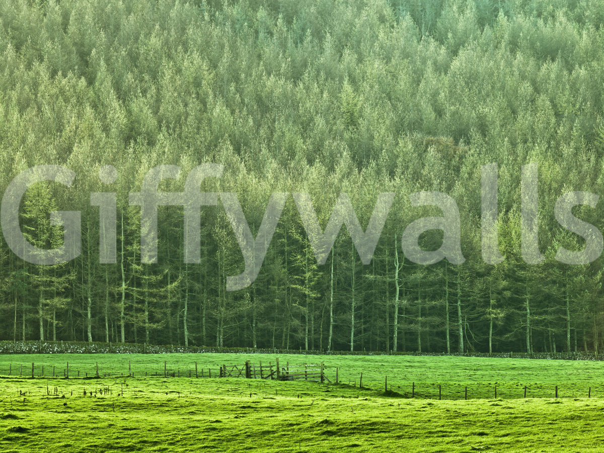 Verdant Woodland Valley Wall Mural