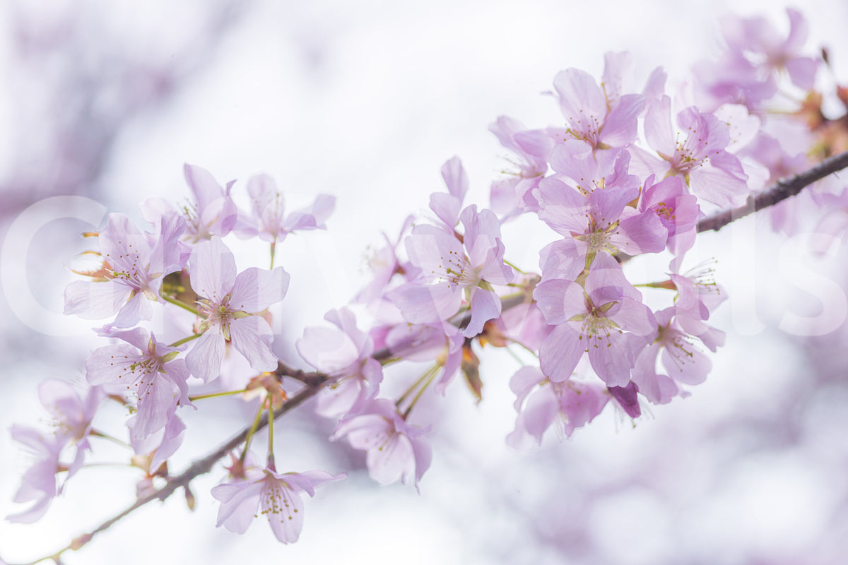 Minimalist Spring Petal Study Wall Mural
