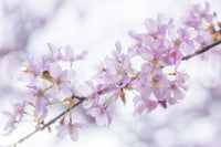 Minimalist Spring Petal Study Wall Mural