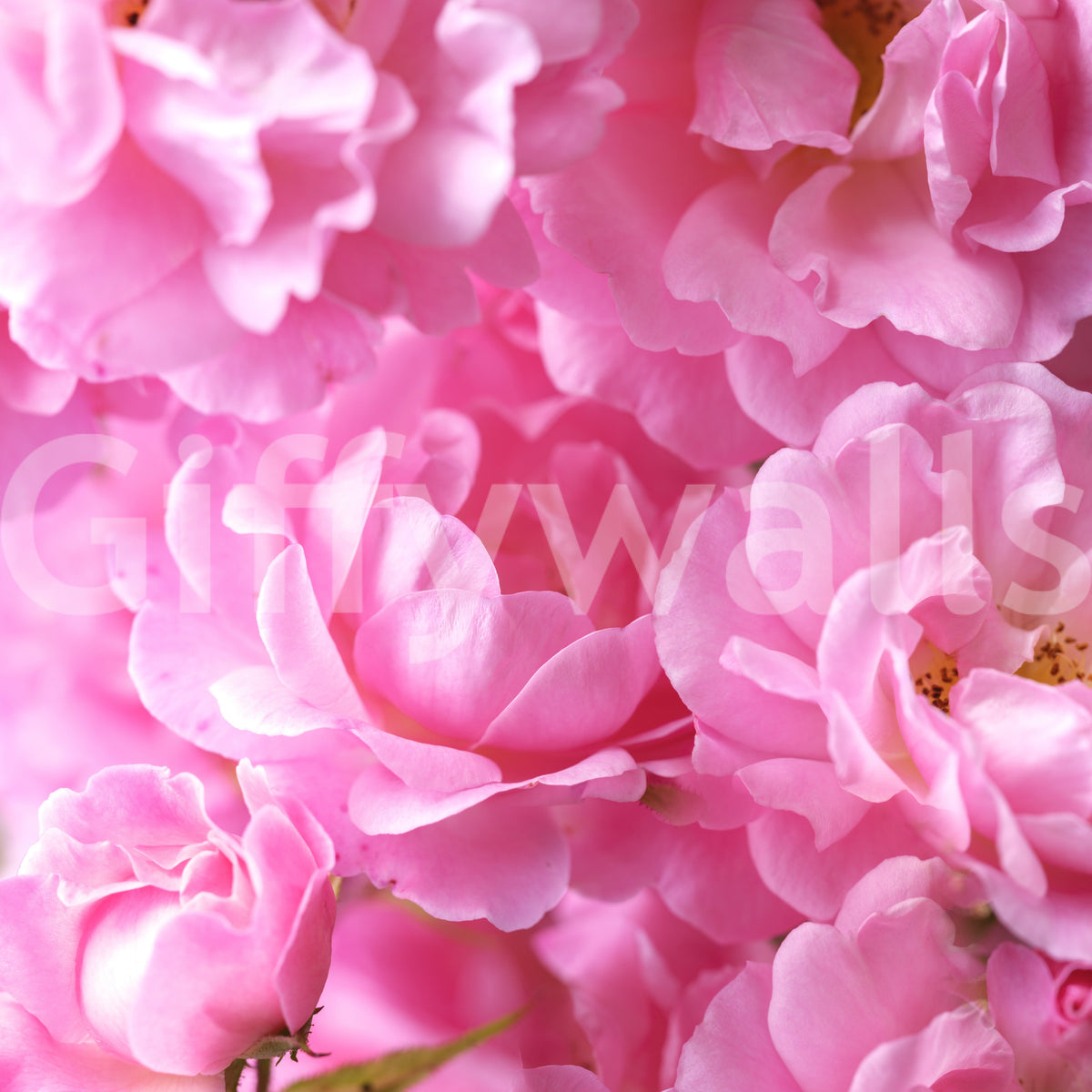 Macro Rose Petal Abstraction Wall Mural