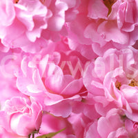 Macro Rose Petal Abstraction Wall Mural