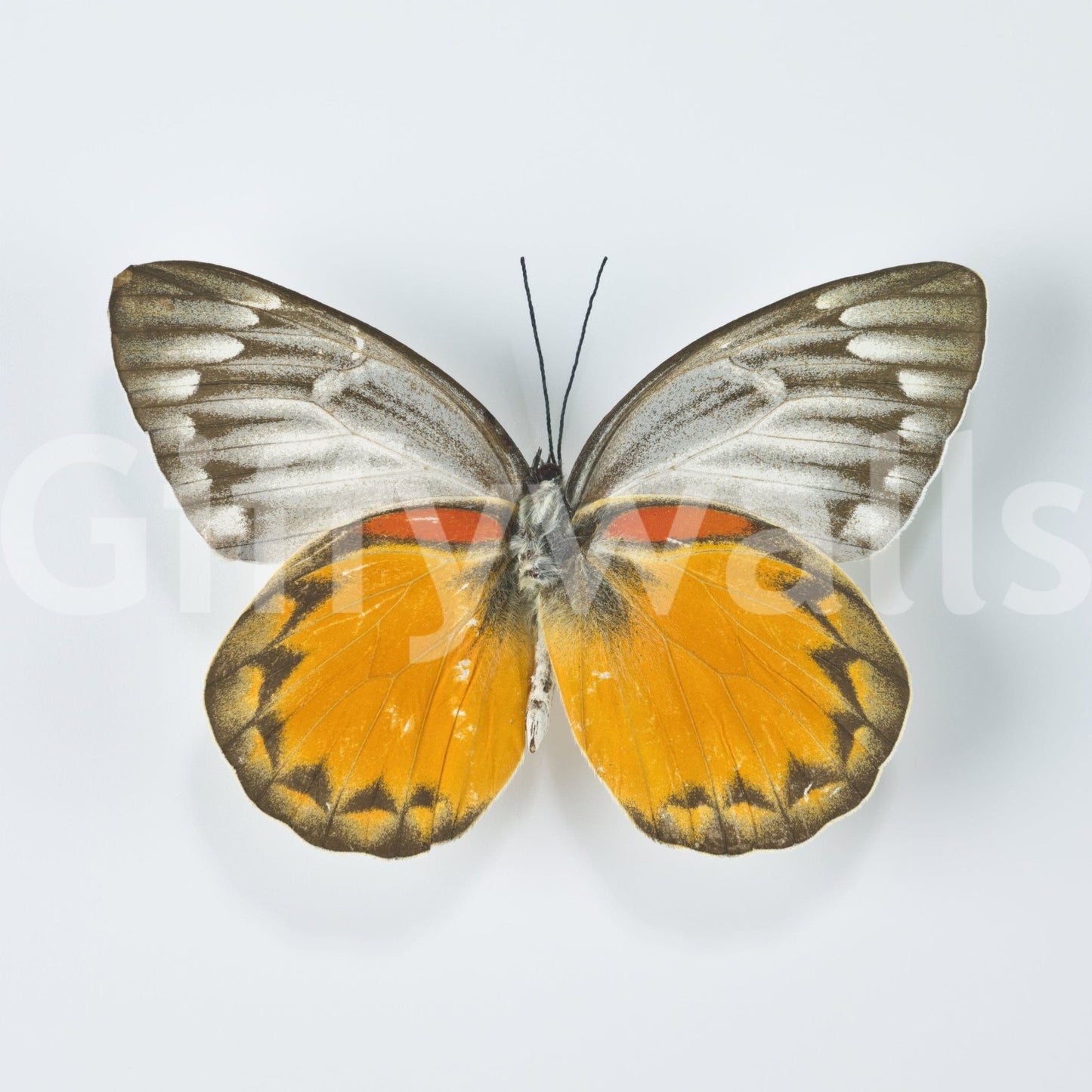 High-definition wallpaper with a repeating butterfly motif.