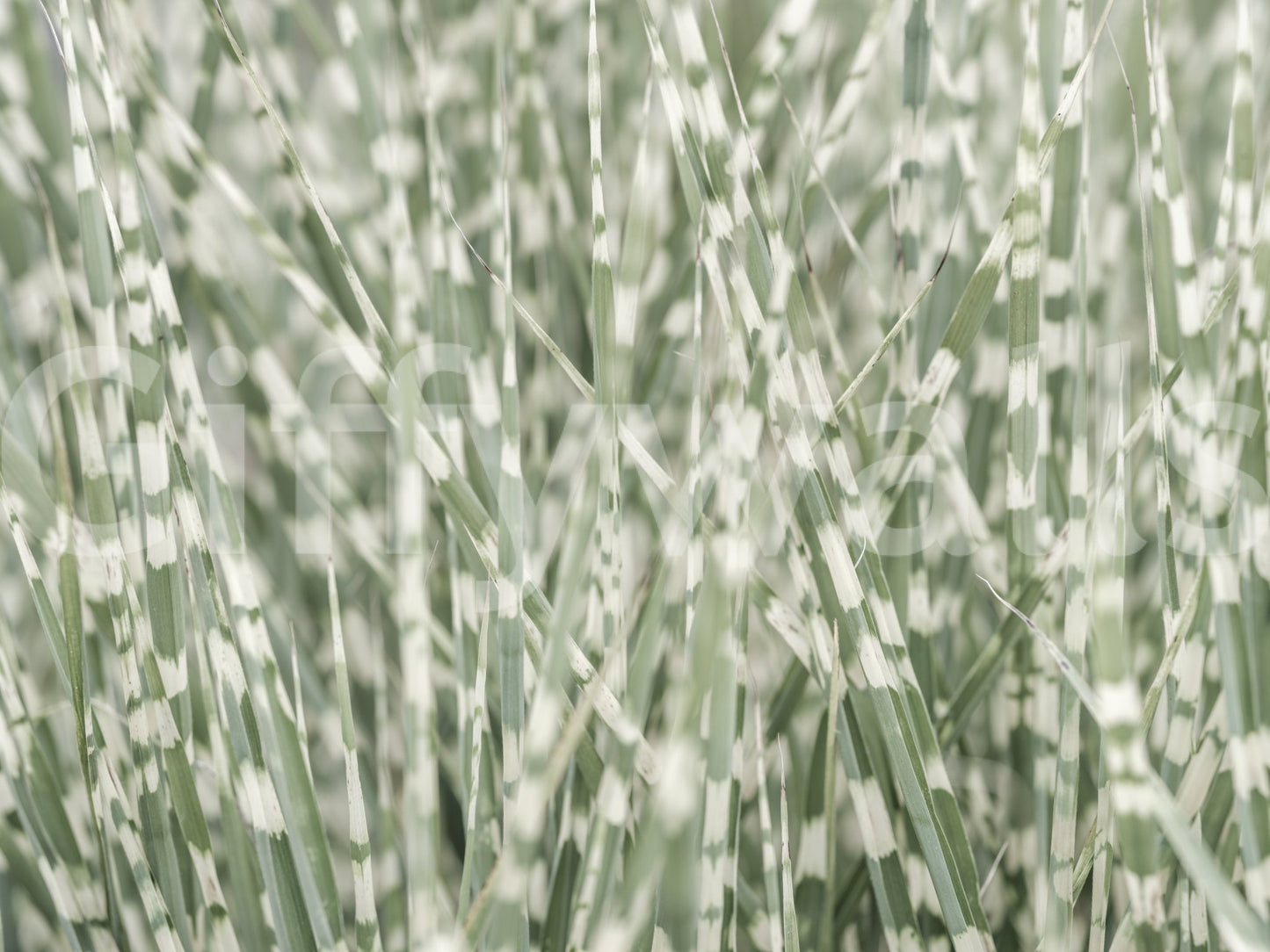 Abstract natural pattern
