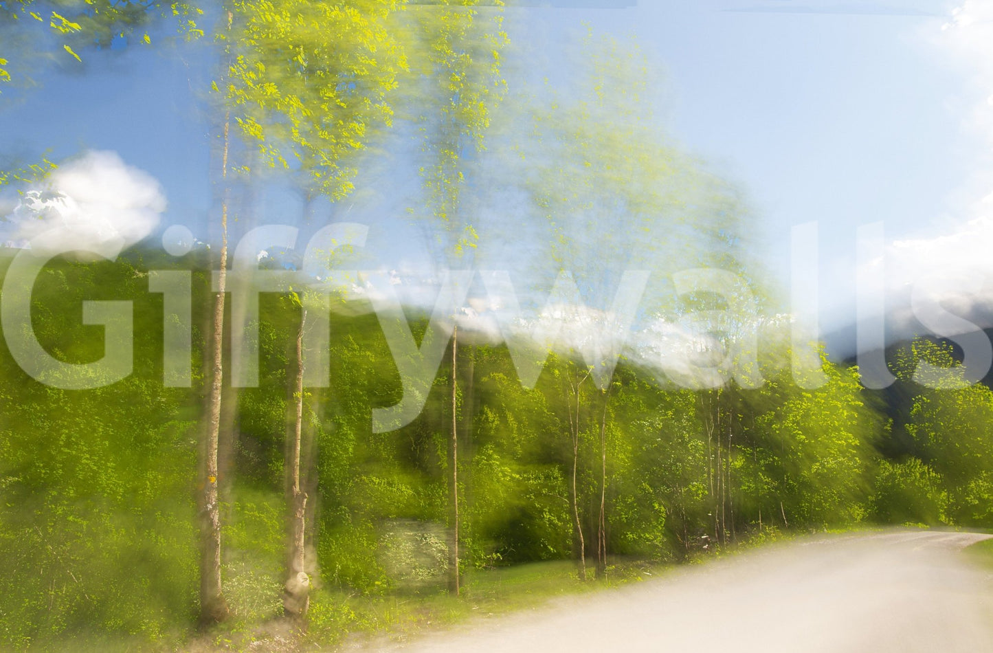 Whispering Greens: Blurred Nature Photography of Trees and Sky Wall Mural