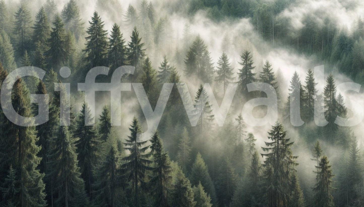 Dense pine tree foggy wall art GD302

