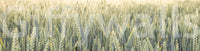 Wide country Whispering Wheat Fields Wall Mural scene print.