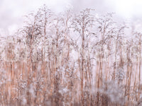 Pastel reeds Whispering Winter Reeds Wall Mural, light pink peel and stick wallpaper.
